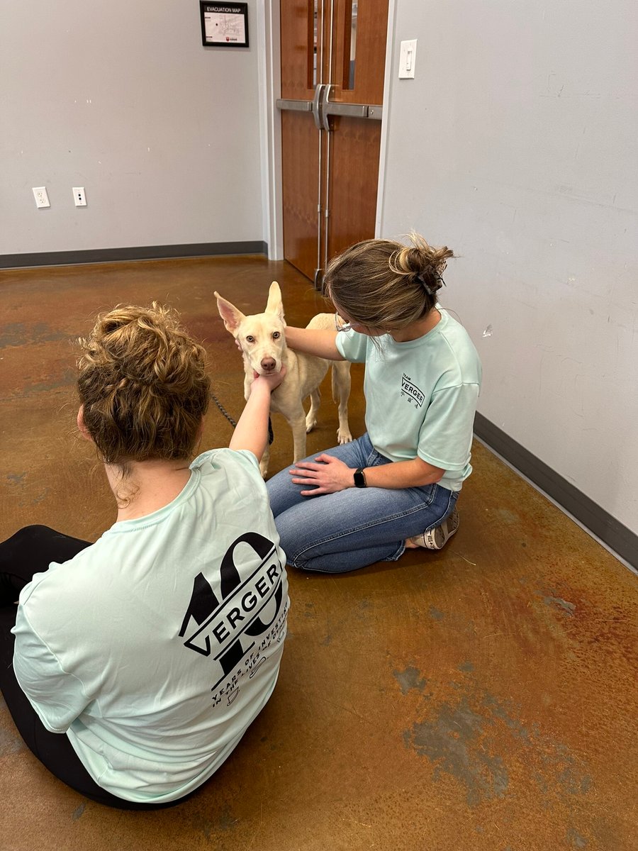 Spending time with dogs at the humane society